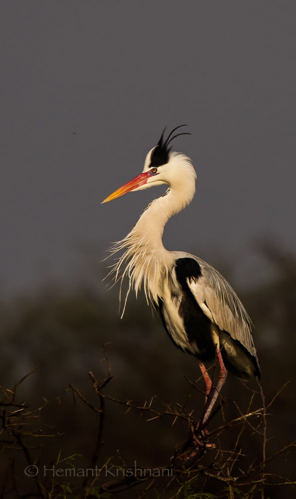 AdventureNcom's tweet image. #PhotooftheDay

An Adult Grey #Heron clicked by Hemant K!

Use the hashtag #CaptureAdventure Share your clicks with us

#WildlifeWednesdays