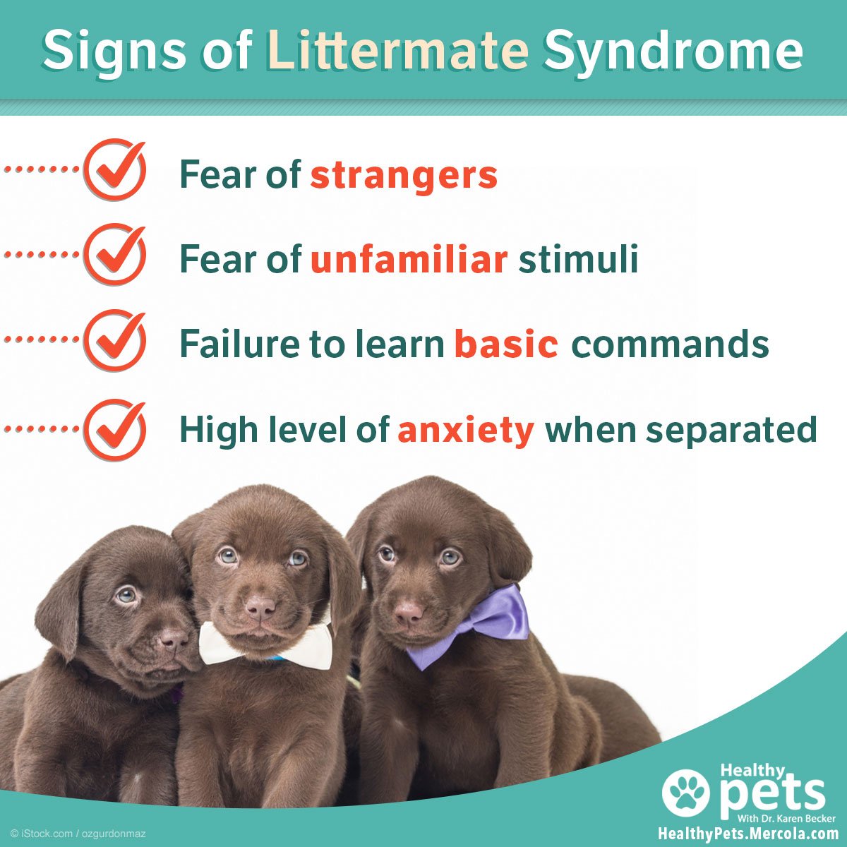 Dr. Karen Becker on Twitter "Littermate syndrome is when two puppies