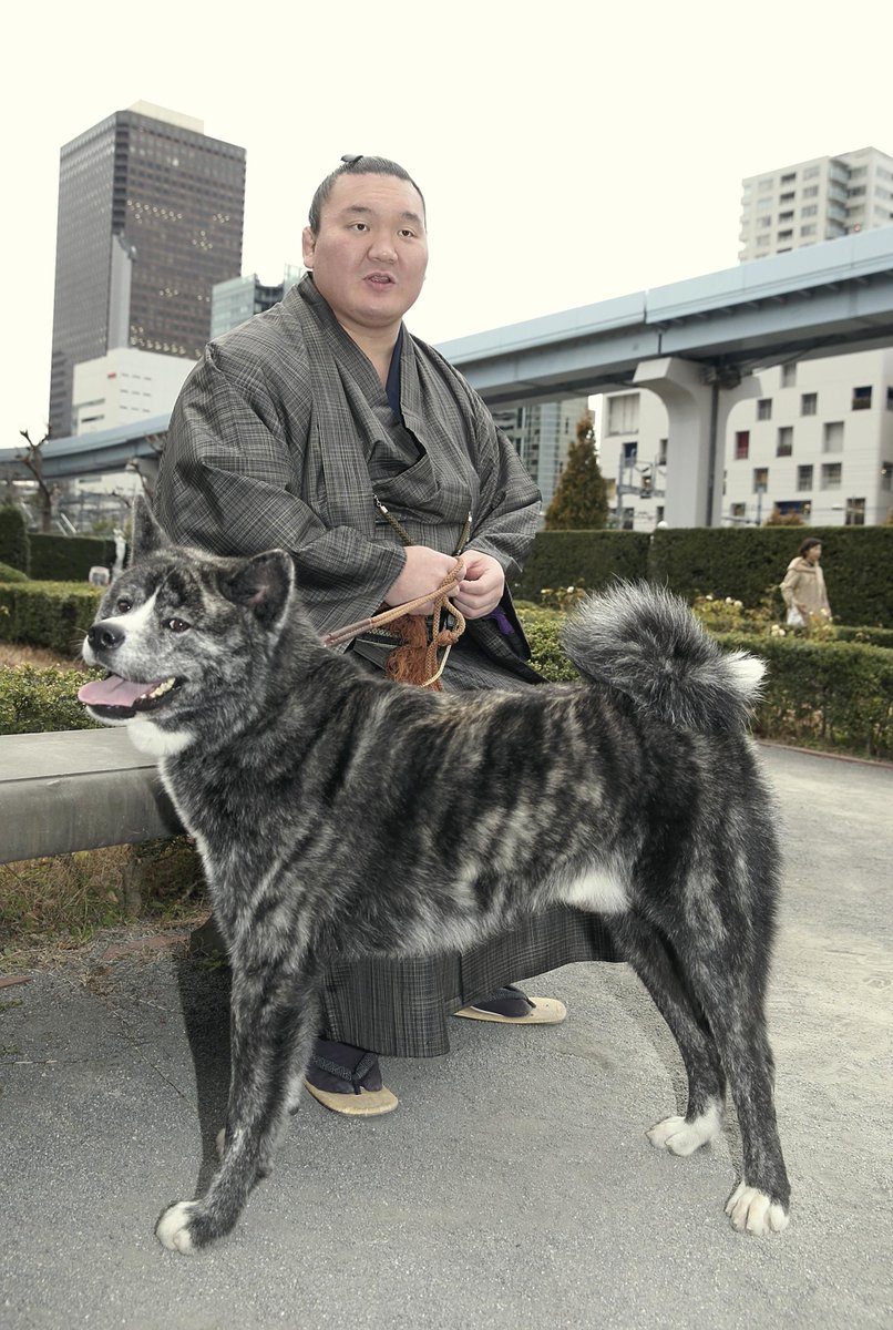 読売新聞東京本社地方部報道 Twitterissa 秋田支局です モンゴルとの友好に と 秋田犬保存会が白鵬関に秋田犬 を贈りました 間もなく2歳になる虎毛の雄 モンゴルの草原を駆け抜ける姿を見てみたいですね T Co Qzjhsouxlp 秋田 Akita 秋田犬 読売新聞東京本社地方部報道 Twitterissa 秋田支局です モンゴルとの友好に と 秋田犬保存会が白鵬関に秋田犬 を贈りました 間もなく2歳になる虎毛の雄 モンゴルの草原を駆け抜ける姿を見てみたいですね T Co Qzjhsouxlp 秋田 Akita 秋田犬