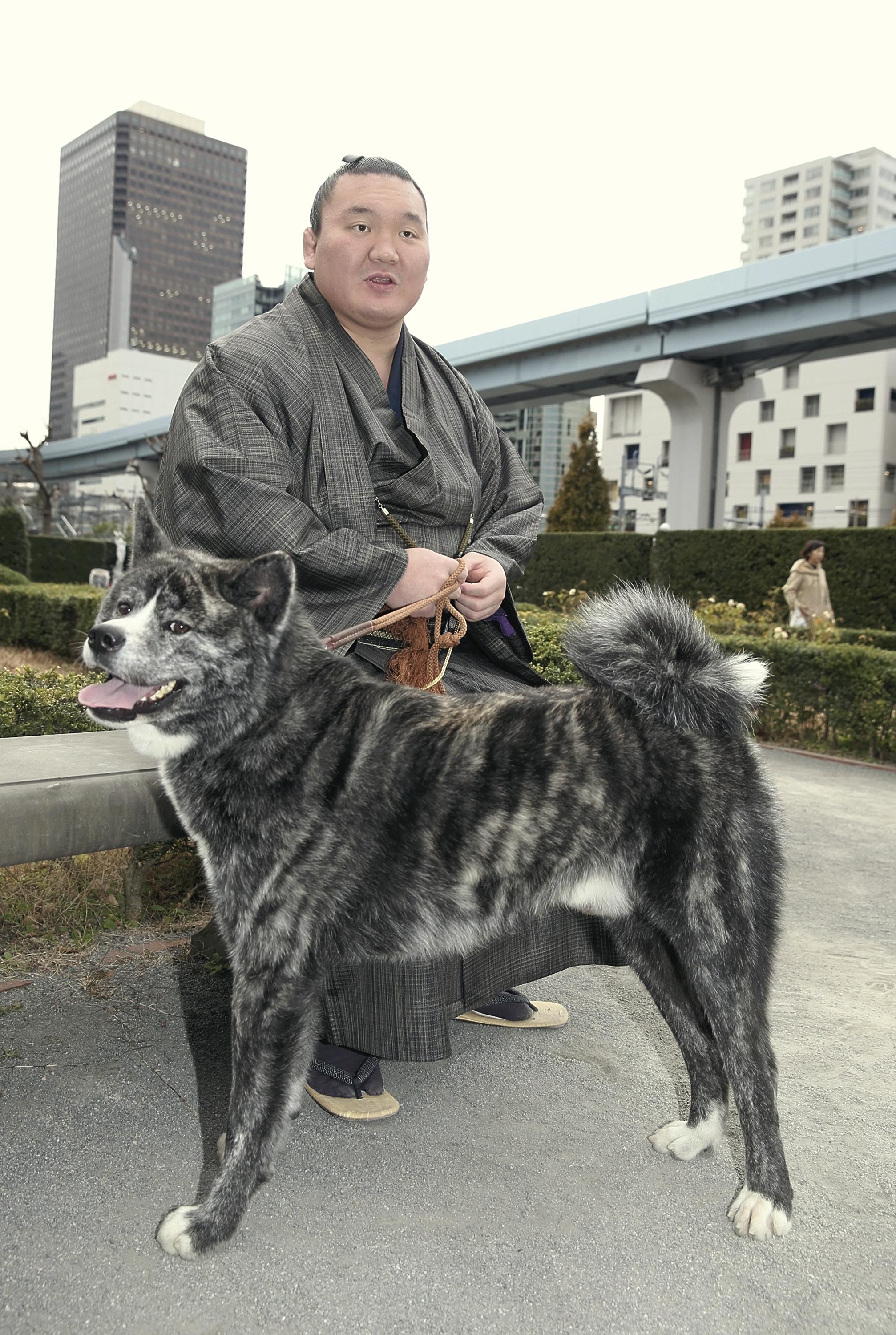 読売新聞地方部 秋田支局です モンゴルとの友好に と 秋田犬保存会が白鵬関に秋田犬を贈りました 間もなく２歳になる虎毛の雄 モンゴルの草原を駆け抜ける姿を見てみたいですね T Co Qzjhsouxlp 秋田 Akita 秋田犬 T Co
