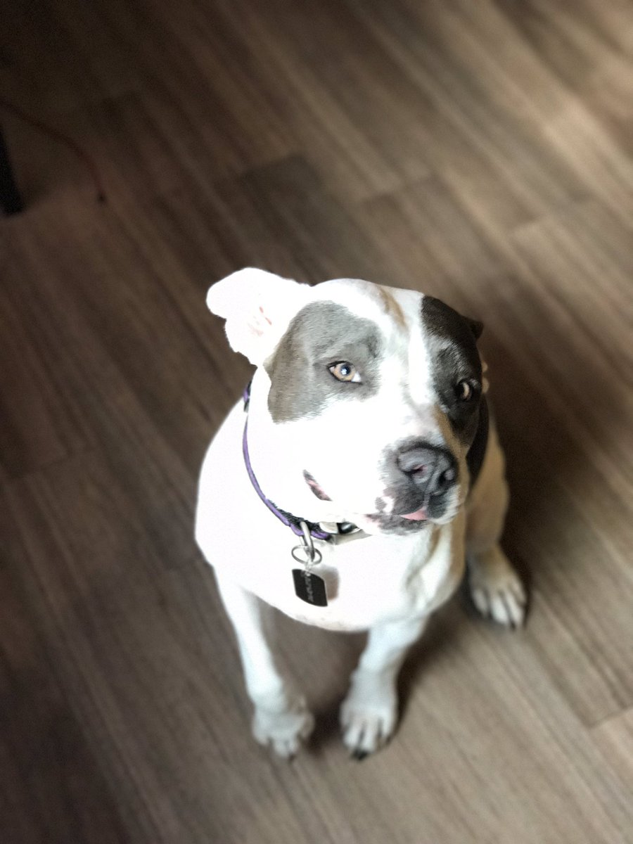 Thedannylion's tweet photo. LMFAO my dog posed for me to take pics of her 😂😂❤️ #iphone7plus https://t.co/LifRzf4Qg8