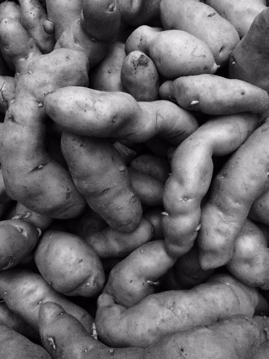 BonAppetitAbbey's tweet photo. "Roots" in B&W #beautiful #tuber #nutritious #roots appear daily on our tables #local #nosebag #peanut #roseval #banana #folks #fingerlings https://t.co/ajWwrq90iq