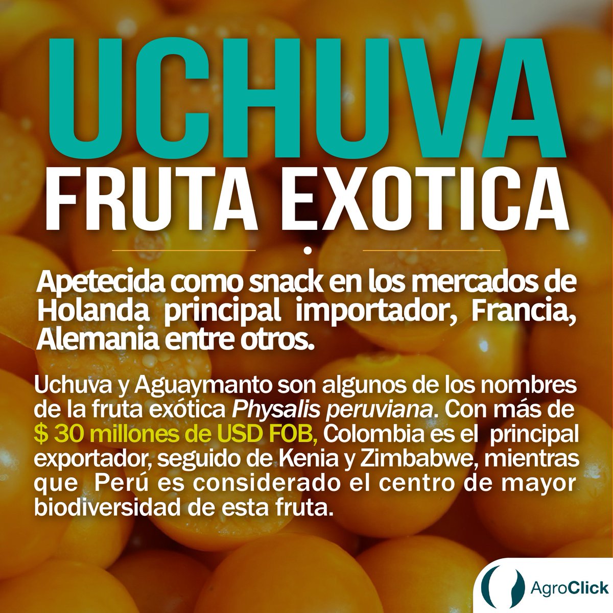 agroclickorg's tweet photo. Colombia, el mayor productor de esta fruta, posee alrededor de 780 ha con un promedio de 14ton/ha.#Uchuva #Aguaymanto #Mapati
#Exportación https://t.co/rHIe0rhKX8