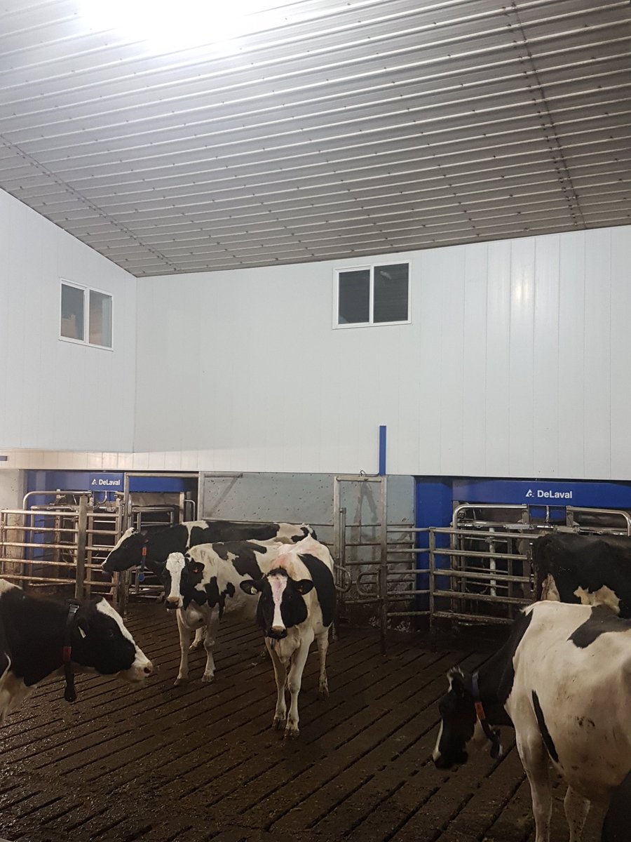 AgraiDairyMart's tweet photo. #VMS 2 weeks n climbing past 38kg now at new free flow barn Installation at Barrhead #welivemilk https://t.co/WzmmrOfHev
