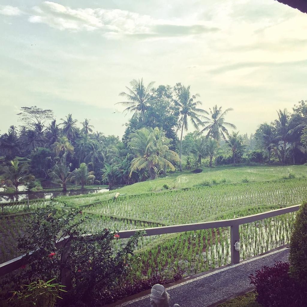 A snapshot of what we woke up to. No. Words. Needed. #ubud #bali #indonesia ift.tt/2l65YyC