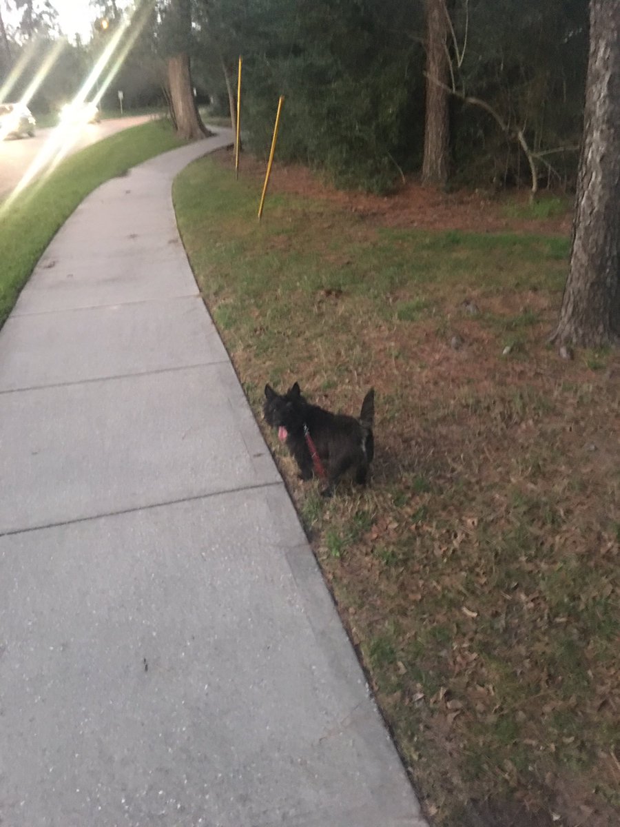 Colonelcairn's tweet image. Out on twilight pawtrol tonight. Waiting in my two legged patrol leader. #ZSHQ RaaAAA!