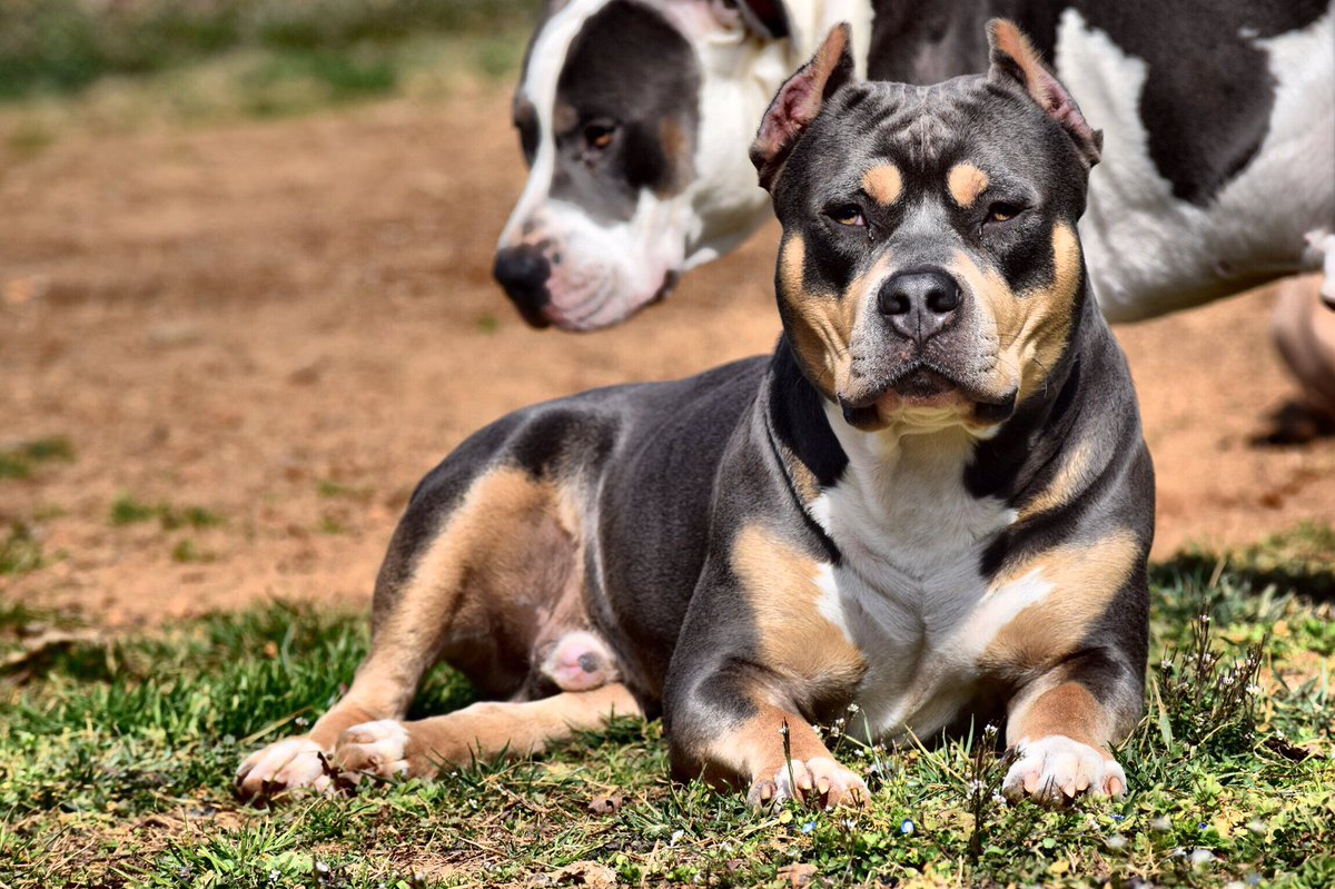 plain_cassie0's tweet photo. 🐾that boy sparco never disappoints.big things for this handsome dude in the future🐾 #staytuned @Americanbullyhq @bullypedia #rememberthename https://t.co/3E5O2DIfnq