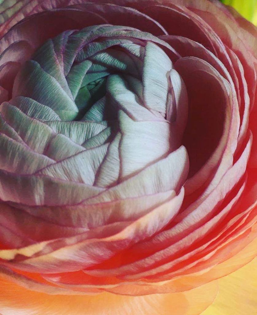 WholenessC's tweet photo. There is an unfurling and blossoming in all of us. Relax into it. Trust. Allow. Let yourse… https://t.co/vx25eeGbIC https://t.co/l9Rj0PduZ6