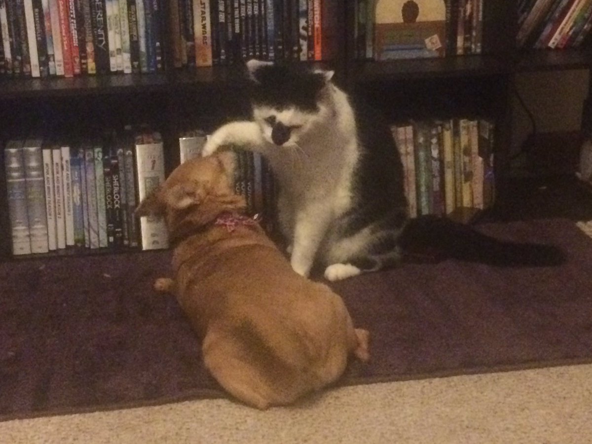 cricketchaos's tweet photo. I don't know if he is smacking her or petting her #cat #dog #dogsoftwitter #catsofinstagram https://t.co/XNBLQWeHXK