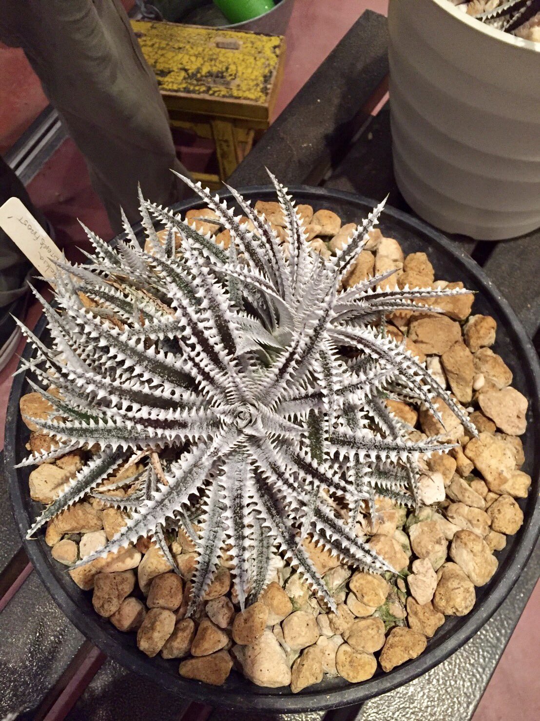 ディッキア Dyckia'A Winter's frost' Bill Baker's hybrid from Bryn