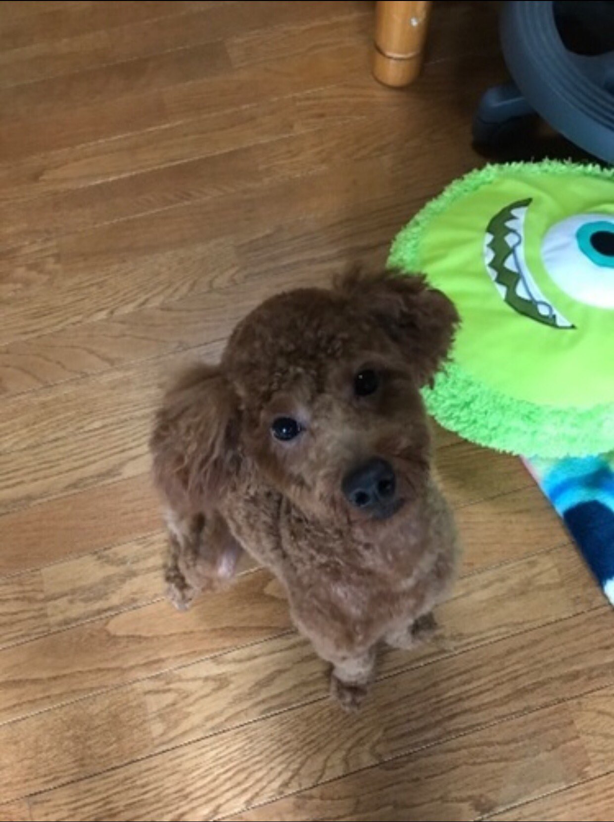 胖胖 No Twitter ジモティーの里親募集で トイプードル1歳を引き取る事になりました 家族に写真を見せたら反応が二分となった 喜んでいるのは 自分と息子 カミさんと娘は微妙 大型犬が欲しかった模様 無理 土曜日引き取りですが さあ どうなる事やら