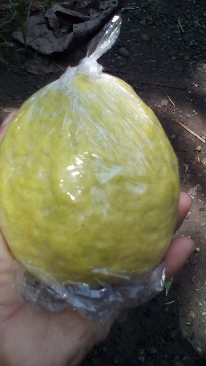 <a href="/htsubiyantoro/">Samaratungga</a> <a href="/kediribangkit/">kediribangkit</a>  ayo tanam buah tingkatkan gizi keluarga