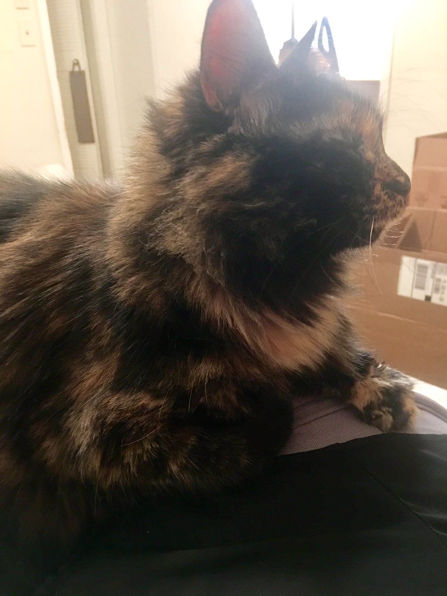 Missye830's tweet photo. My favorite hang out buddy 😍 #CaliHasHerOwnTwitter #catlady https://t.co/F210wx4L9T