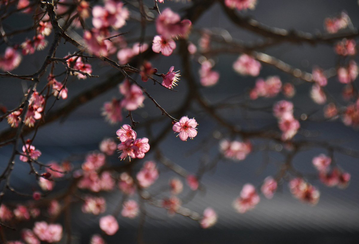 봄은 하루에 20키로를 달려 남쪽에서 북쪽으로 이동한다는데 불상이 모셔지지 않은 절, 통도사 홍매 소식이 왔으니 서울도 금방 도착하겠지요?