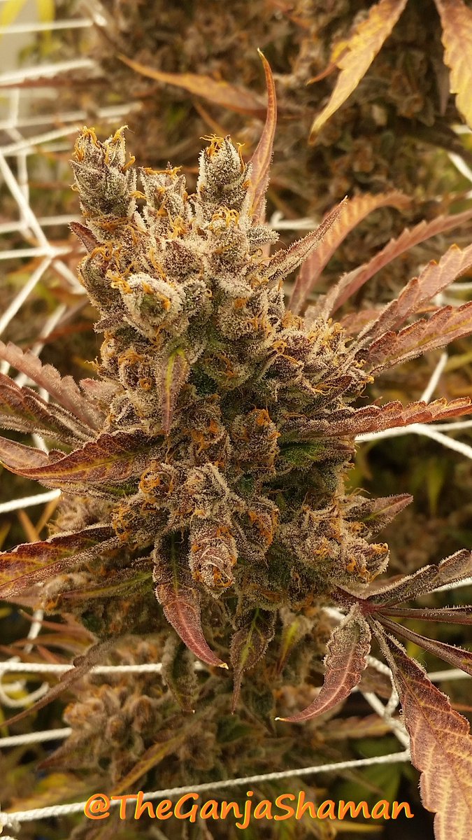 Deejay_Litmus's tweet photo. This Sugar Punch is FIRE! 🔥🔥🔥

#annarbor #mmmp #milegalize #cannabis #marijuana #medicalmitten #FluenceBioEng #Sugarpunch #sanniesshop https://t.co/sd9rM0j7Hs