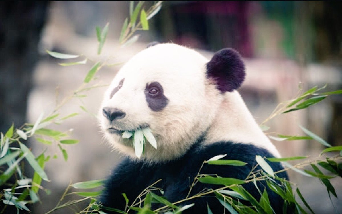 AUREAZAPATA's tweet photo. Soñare con #BaoBao Hermosa #OsaPanda Está para abrazarla!!! Buen Viaje a #China. https://t.co/tgZRTjjVlA