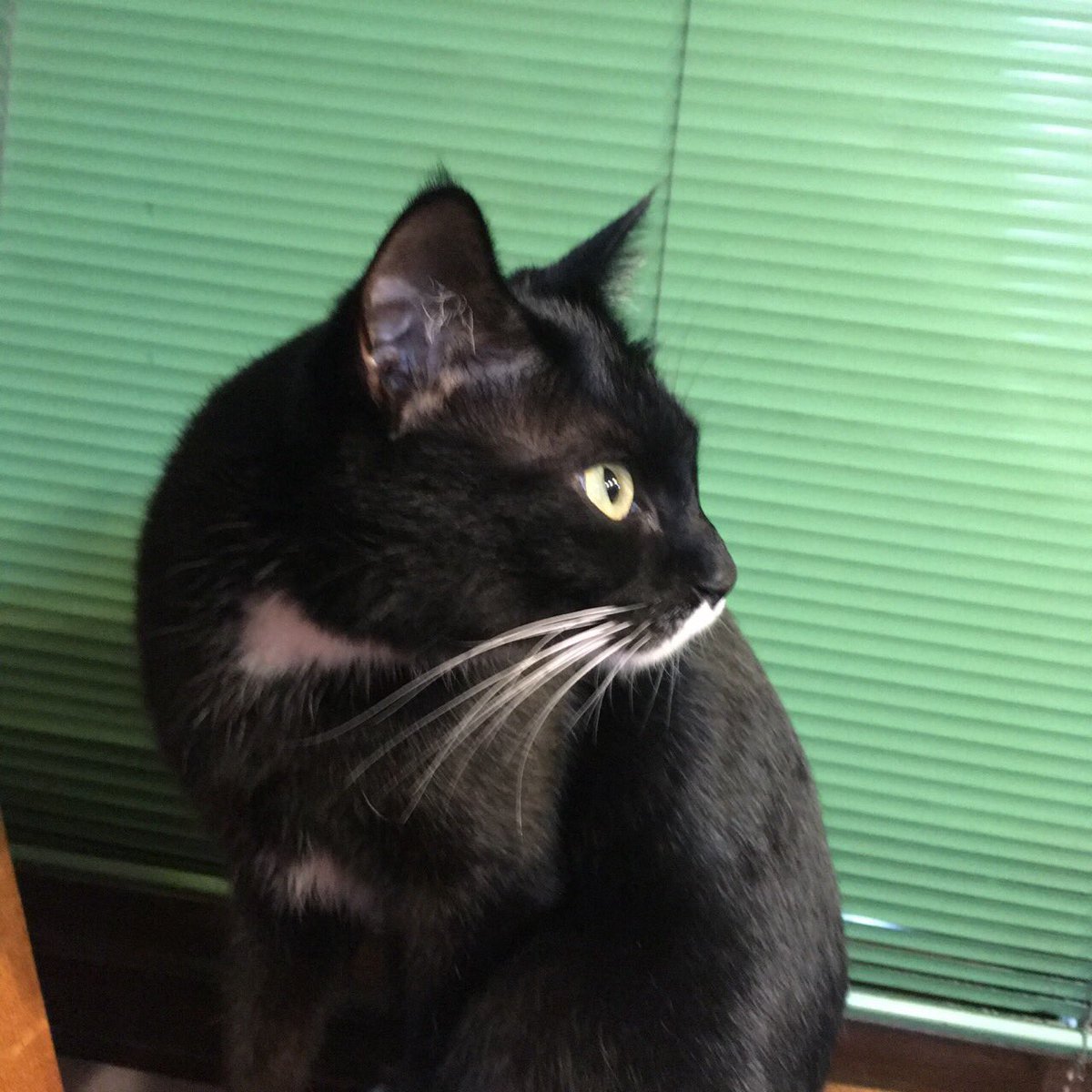 Ran04 迷い猫探してます 実家の猫が21日朝から帰ってこない ようです 富山県富山市です 鼻下からノドにかけてと足先が白い黒白猫です オス 去勢済み 人懐っこい性格です 情報ありましたらご連絡いただきたいです ツイッター慣れてないので不足があっ Ran04 迷い猫探してます 実家の猫が21日朝から帰ってこない ようです 富山県富山市です 鼻下からノドにかけてと足先が白い黒白猫です オス 去勢済み 人懐っこい性格です 情報ありましたらご連絡いただきたいです ツイッター慣れてないので不足があっ