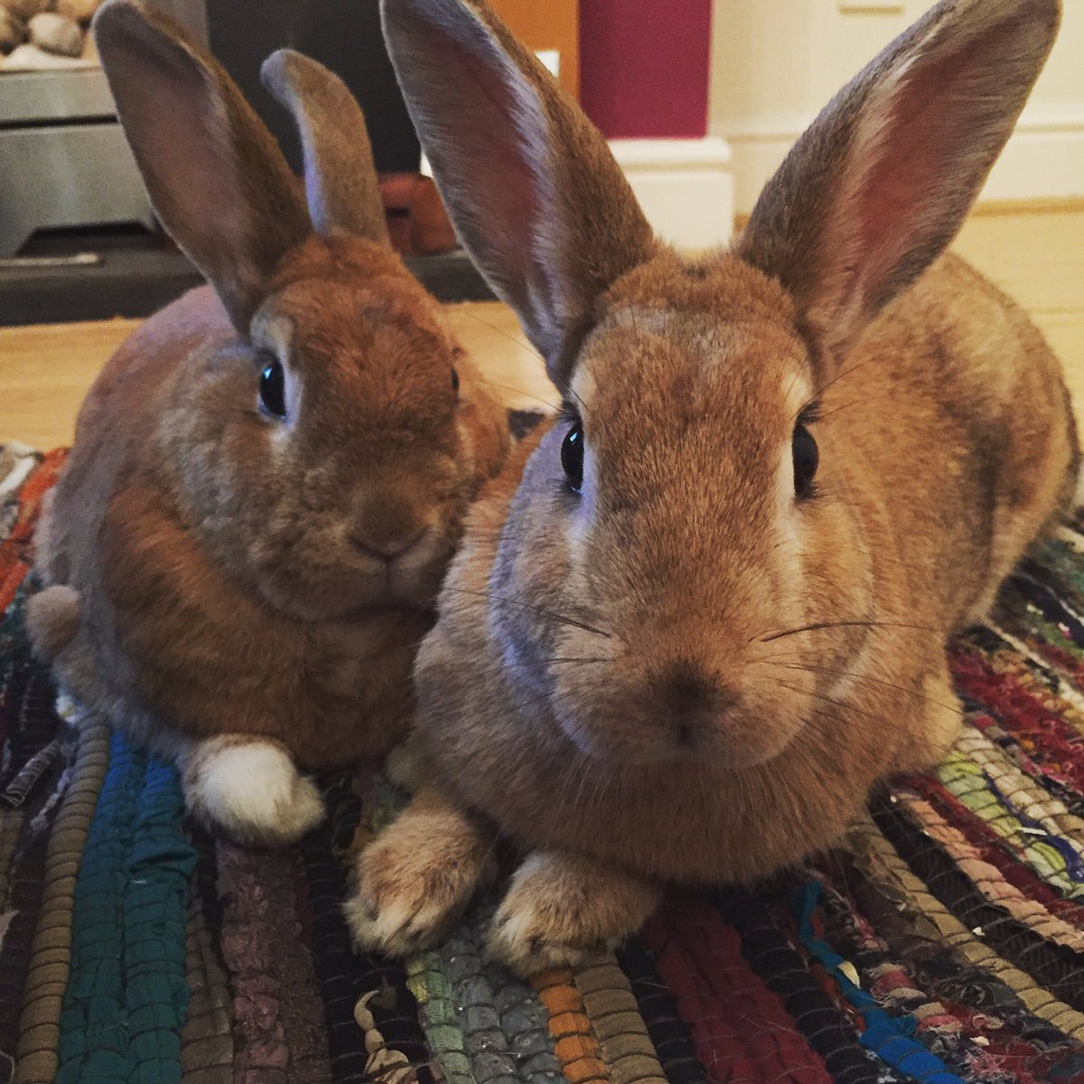 petsfdtnuk's tweet image. Don't forget to keep pets safe over the coming days as #stormdoris takes hold. Pets that need to be indoors should be safe, warm &amp;amp; snuggly!