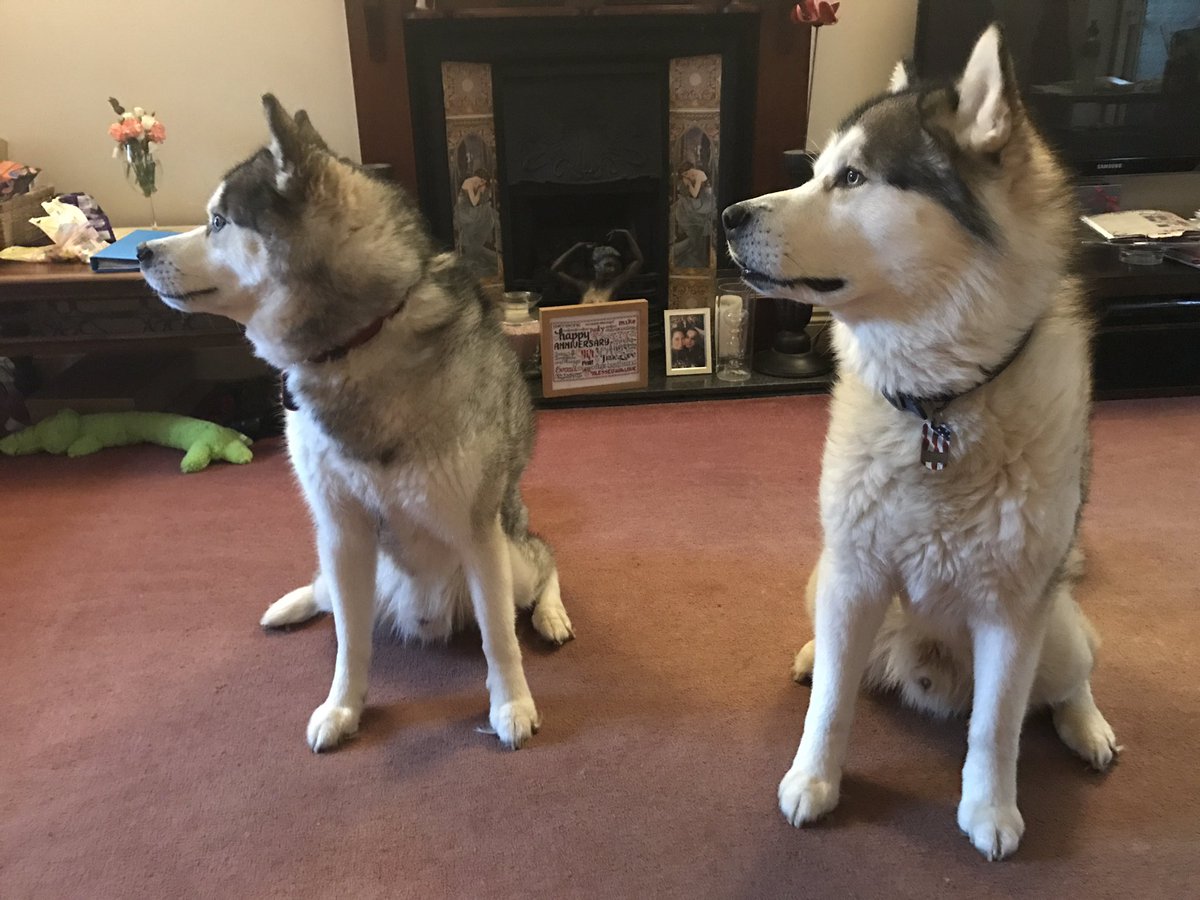 AnaFanClubUK's tweet photo. #SpiritDestinyGratitudeChallenge grateful for my boys https://t.co/cwOG9wwN7P