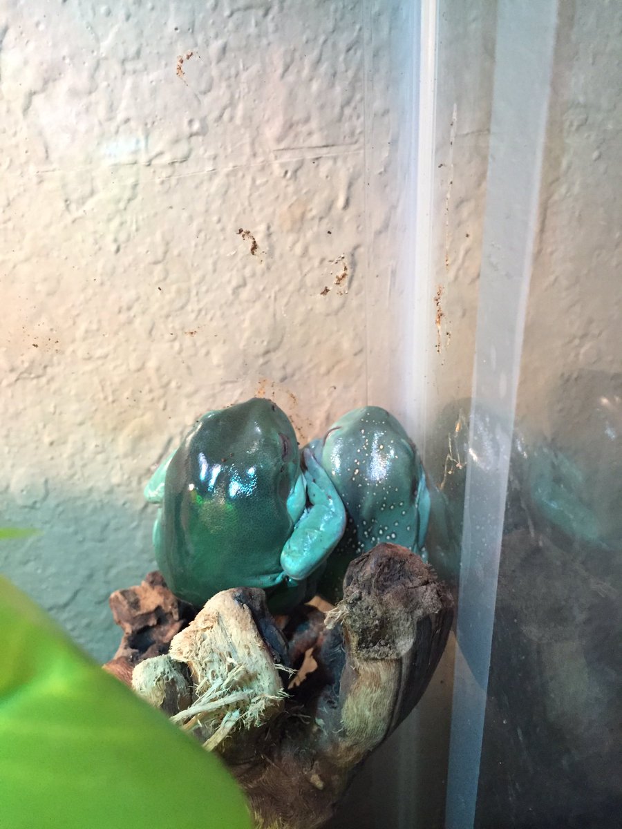 binguses's tweet image. this is one of the last pictures i took of the boys, because of course it is. i found them both passed away before i headed for bed tonight.