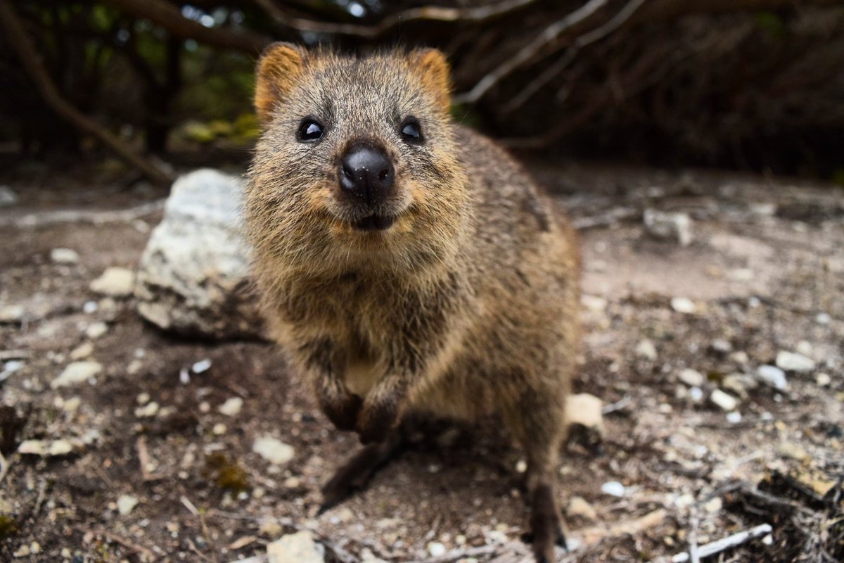 秘密にしたい生き物 クアッカワラビー 非常に人懐っこいため 写真を撮ろうとすると自ら近寄ってくる事も多い 常に口角が上がっているので 笑っているような表情になっている 世界一幸せな動物 と呼ばれています