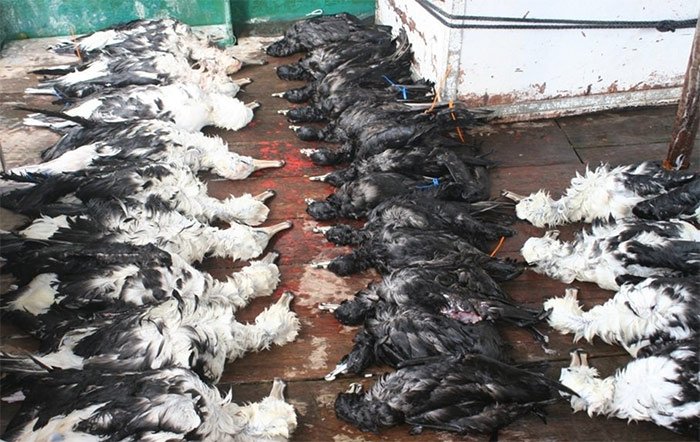 RareBirdAlertUK's tweet image. 25,000 seabirds die in southern cone fisheries every year. Unsettling new bycatch figures #Seabirds #Ornithology bit.ly/2kLapmh