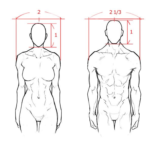 いちあっぷ By Mugenup Pa Twitter 肩幅の比率 男女の体格差から学ぼう 筋肉質な女性の描き方 いちあっぷ講座 T Co Uyyutprjd8 絵が上手くなる記事はコレ