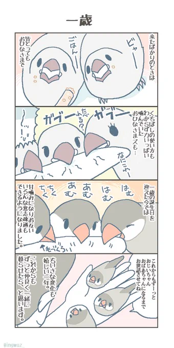 一歳。毎回、おひなさまの成長には 心があたたかくなります。 

#buncho #javasparrow #文鳥 