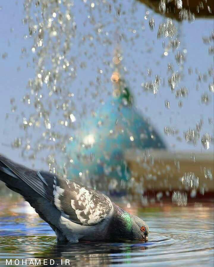 sham_313's tweet photo. ...🕊
و إن طال الغياب

سأبقى بالإنتظار أناشد نورا غمر قلبي و غمر روحي وأبعده القرار ..
.
#اللهم_عجل_لوليك_الفرج https://t.co/vowbEfZYio