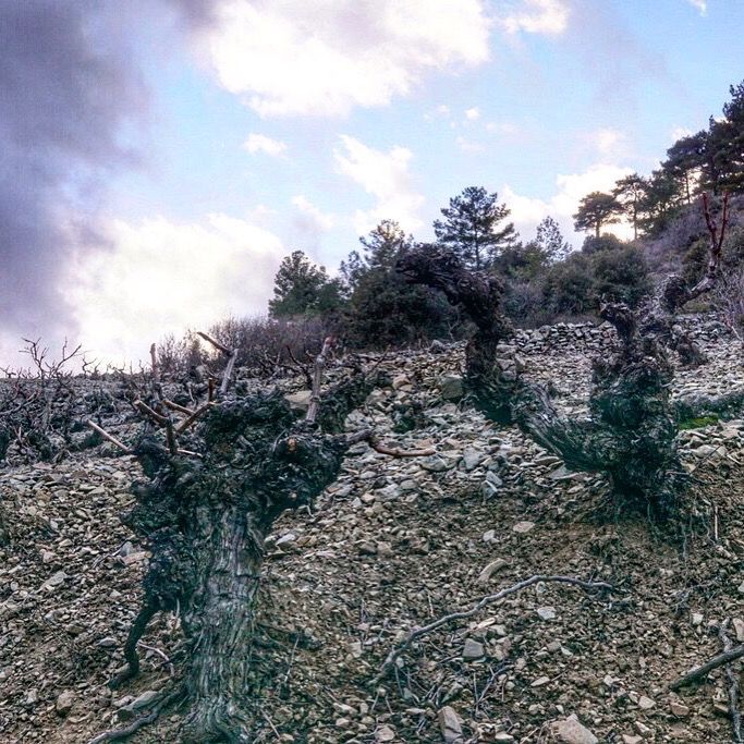 CyprusWines's tweet photo. High hopes of Mavro - never did vineyard conservation promise so much https://t.co/7JOVp4EYTh https://t.co/OEEdrd3hJ8