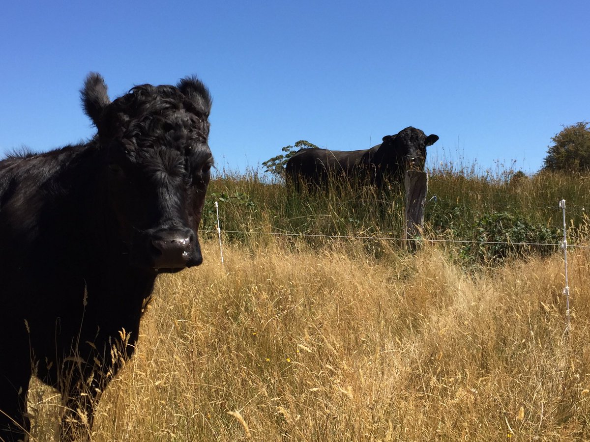 The neighbours new bull saying g'day to our cattle = extra electric fencing.
