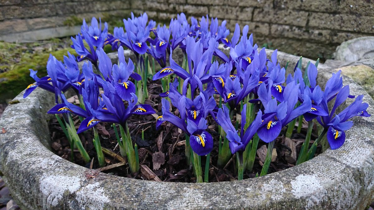 DanielSmith247's tweet photo. Everything is starting to bloom! #notlongtillspring https://t.co/fb9KmHjz9r
