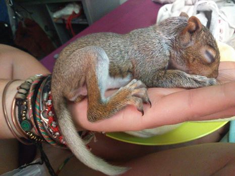 vwsfires's tweet photo. #KylemoreFire This fellow, dubbed 'Kebab', was picked up near fireline by our volunteer crew. He's expected to make a full recovery. https://t.co/gvsu15sQ8g