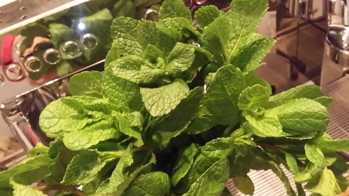 Vers geplukte munt! #muntthee #Nijmegen