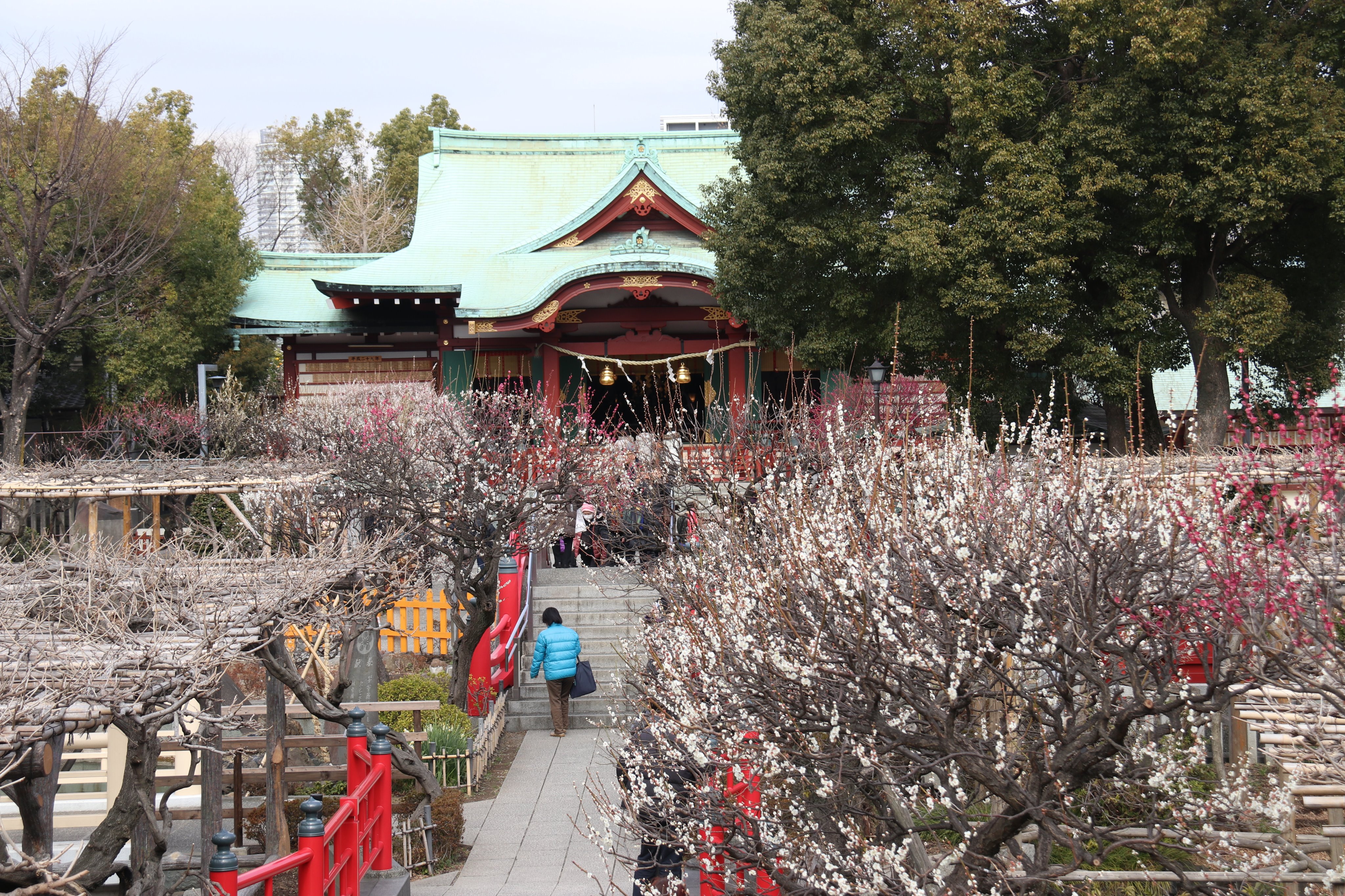 江東区 亀戸天神社の梅が満開に 亀戸天神社の境内の梅 が満開となっています 紅白 さまざまな種類の花と香りを楽しめます 3 5まで梅まつりも開催中 ぜひお出かけください 亀戸天神 梅 江東区 T Co Rgn74aq8ck Twitter