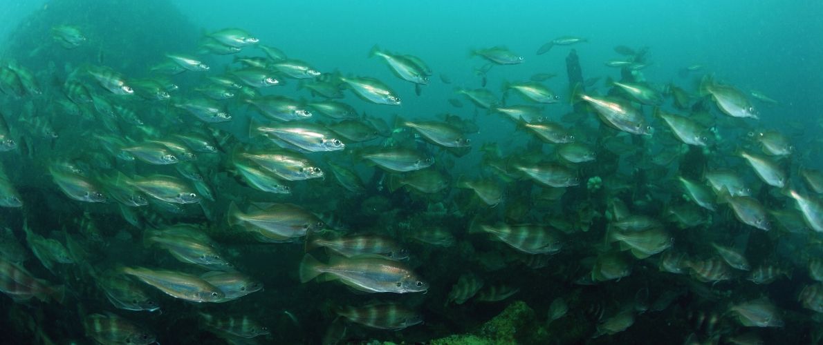 LocalOceanCo's tweet photo. Sustainable fisheries management can increase catches by more than 50%. Why should we settle for less? https://t.co/LvuDCKxIhX https://t.co/Rr3gle1XVS