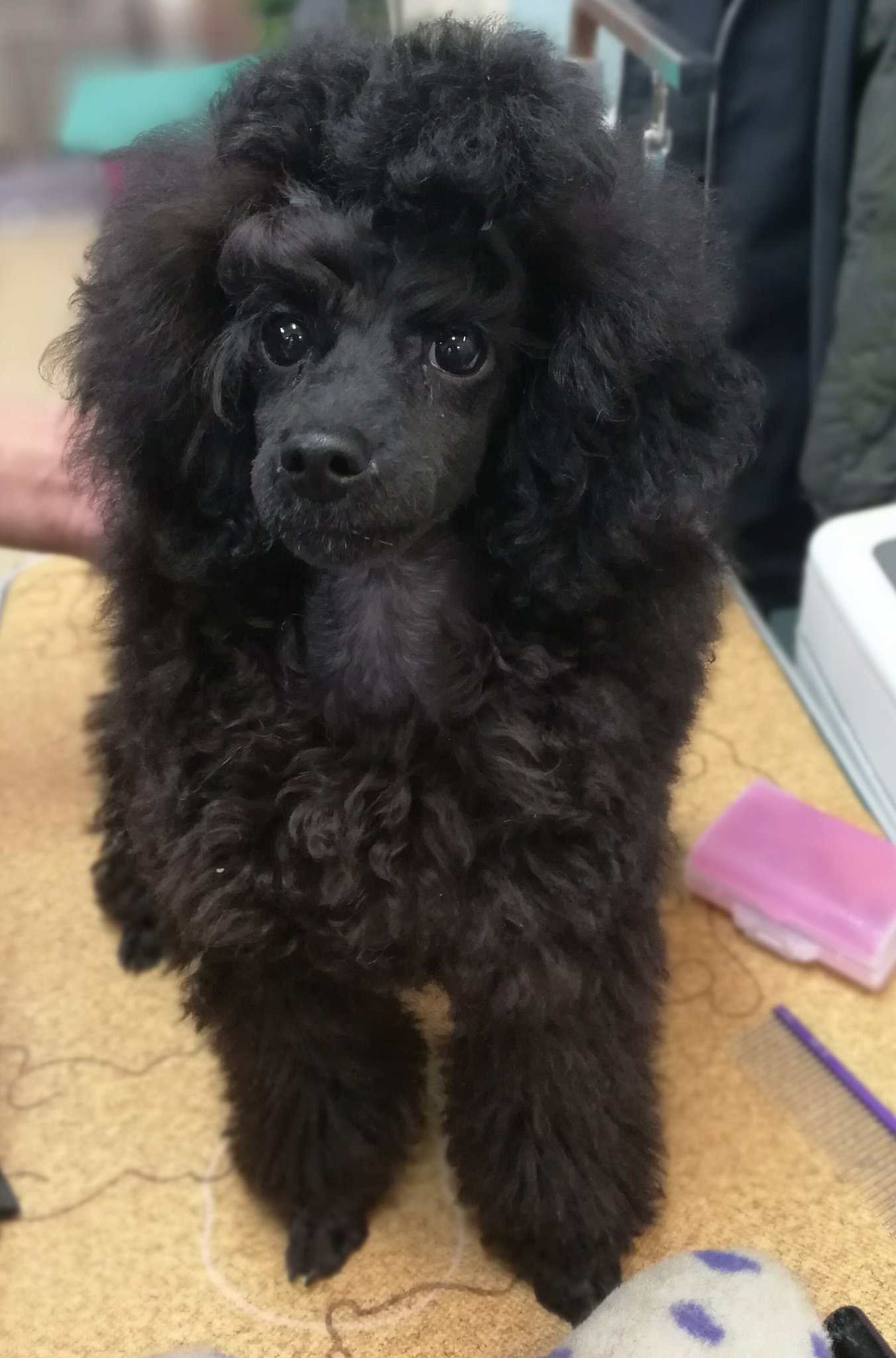 Twitter এ ピュアリー トイプードル ブルーの男の子 コートの伸びが早いです Dog Poodle Toypoodle Puppys プードル トイプードル ブリーダー トイプードルブルー ピュアリーズ Huaweimate9 T Co Z9hsrifb0v ট ইট র