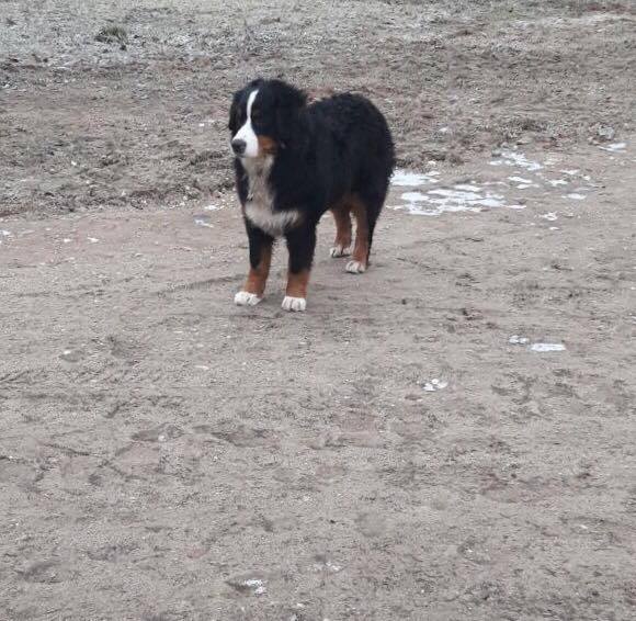 Medzes pagasta Tāšos pieklīdis Bernes ganu suns. Saimniekam, vai arī, ja kādam ir info par saimnieku, lūgums zvanīt - 28372542.