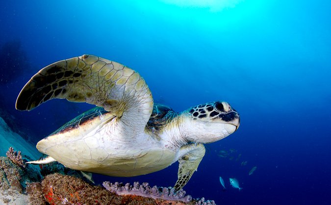 The miracle of turtle life in <a href="/iSimangalisoZA/">iSimangaliso</a>: africageographic.com/blog/miracle-t… #SouthAfrica