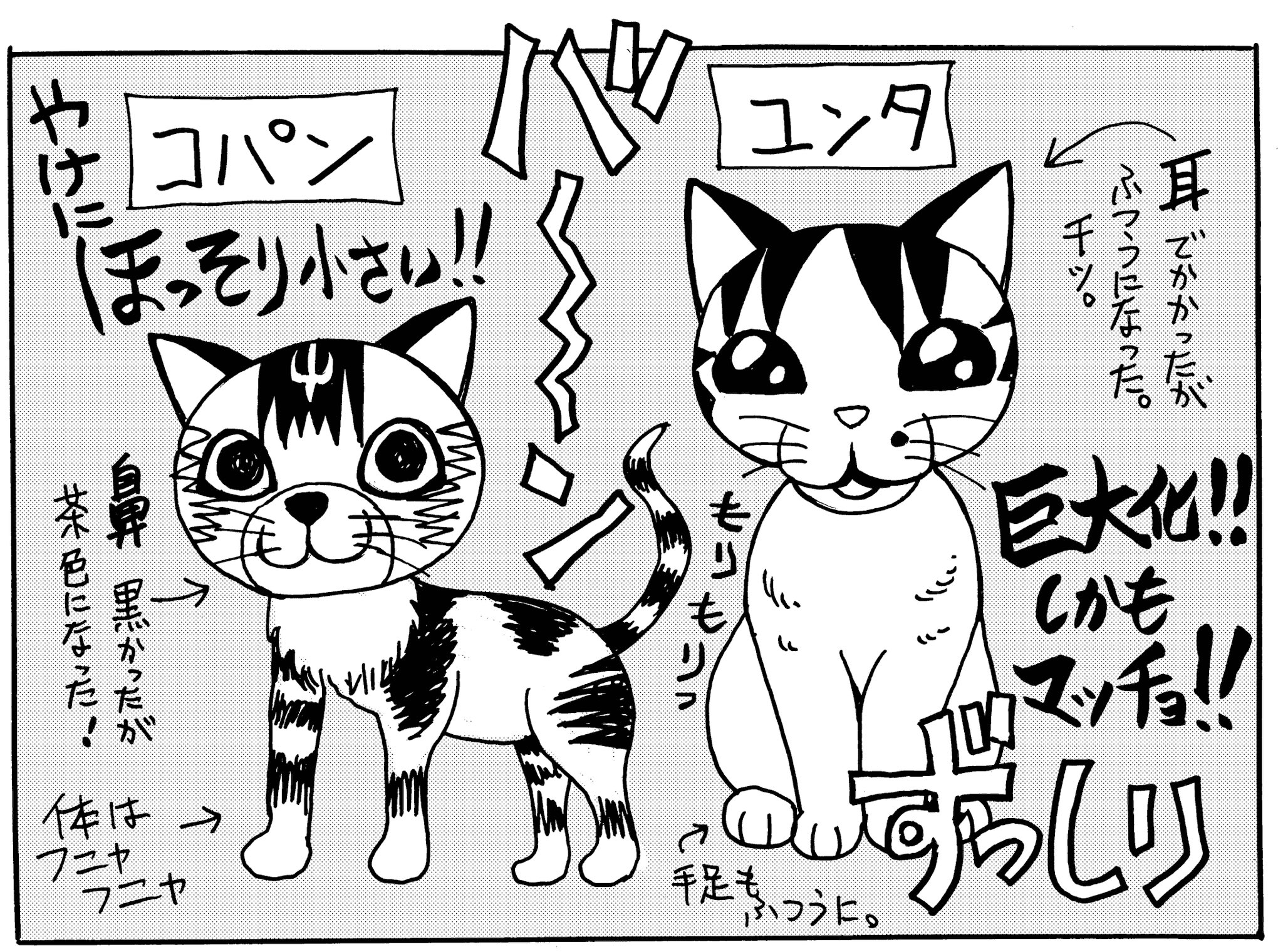 魔法陣グルグル 公式 魔法陣グルグル２ ６巻のおまけマンガにあるとおり 猫は衛藤先生の愛猫ユンタくんです のんきで愉快な人懐っこい白のサバトラ猫です 舞勇伝キタキタ ５巻のおまけマンガから登場しています 猫の日 グルグル T Co