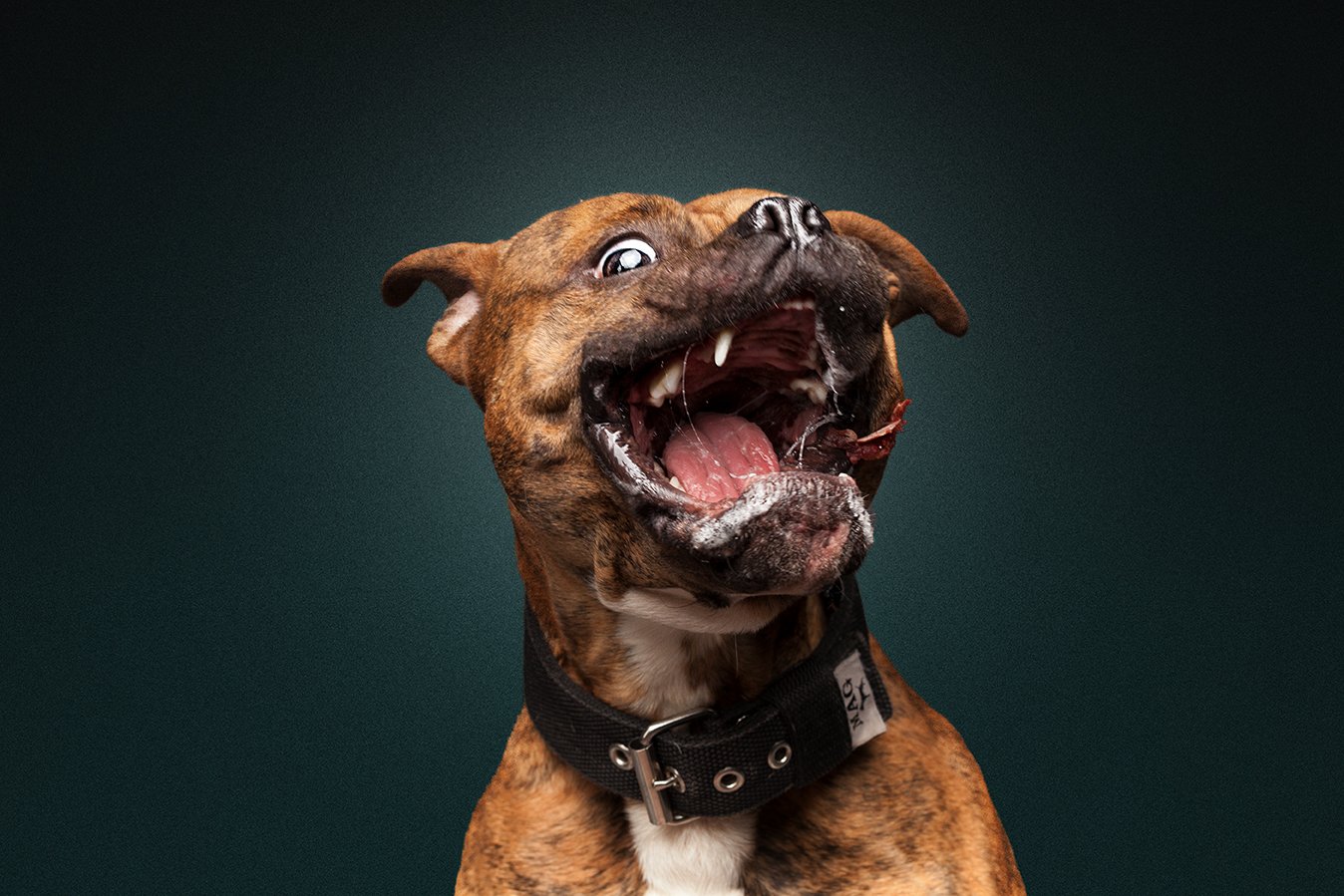 Svensson Twitterissä "Leckerli schnappen! Ein tolles Erlebnis für Hund