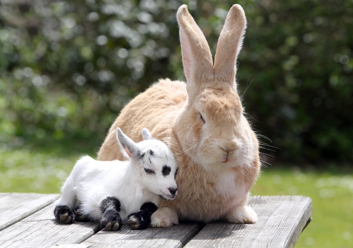 #Winitwednesday Win tickets to meet our spring baby animals this weekend! Follow and retweet to enter and we'll announce a winner on Friday
