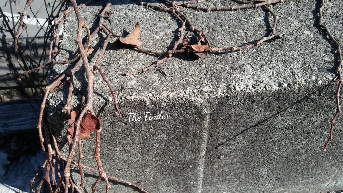 [사진동호회]The Finder - 나뭇가지
교동골목에서찍었어요 빈티지스러운 낡은느낌~
#사진 #Thefinder #더파인더 #제천 #Photo
#나뭇가지 #교동 #골목 #빈티지 #겨울 #자연 #담장
cafe.naver.com/thefinder16