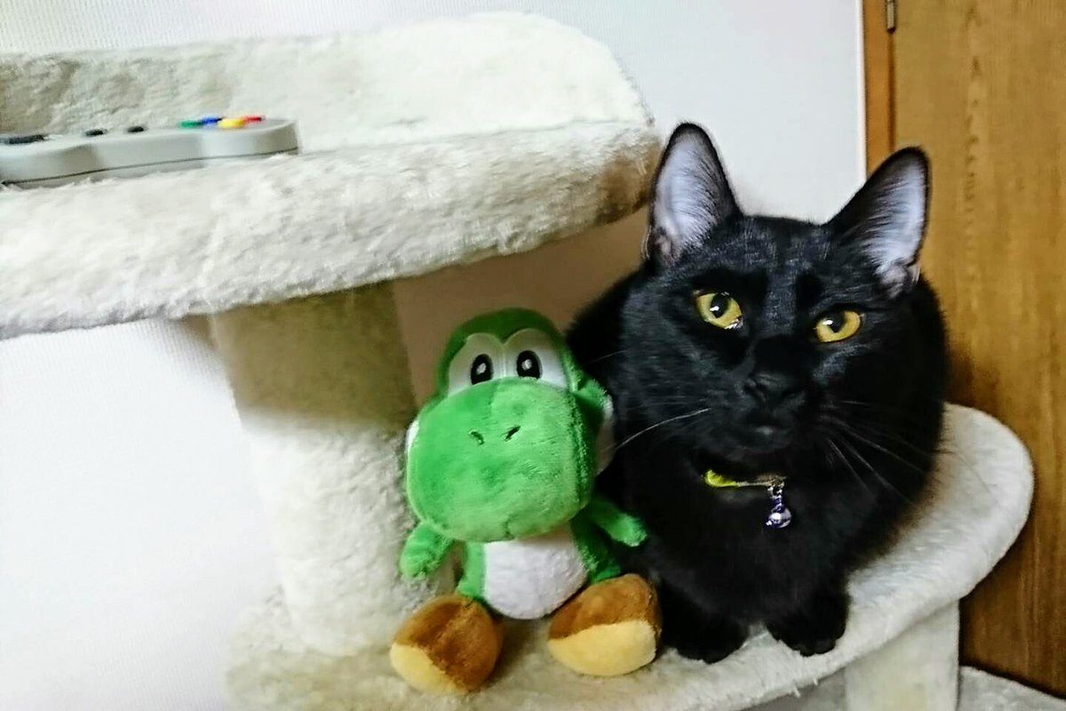 CkrCkr0601's tweet photo. Cat &amp; Yoshi &amp; SFC Controller!
#NintendoPets #猫の日 https://t.co/05TuVB82L6