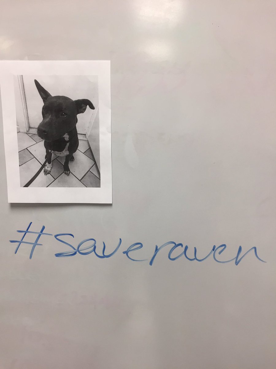 Mtz__798's tweet photo. #saveraven https://t.co/R1c9tXz8lG
