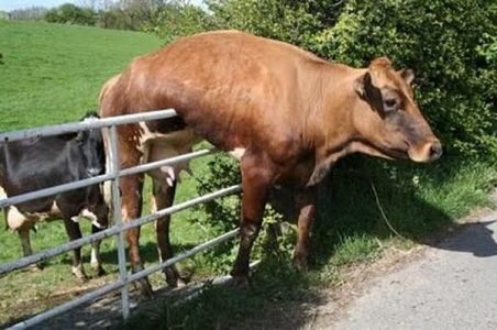 WeRateCows's tweet image. This is Betsy. Learned the high jump is h*ckin higher than it seems. Accepted her fate as a fence sitter. 8/10 hang in there Betsy