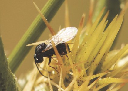 ♀ Isocolus melikai (Hym. Cynipidae)