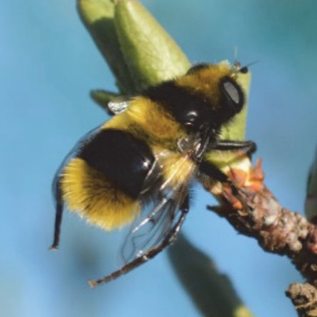 Mallota fuciformis