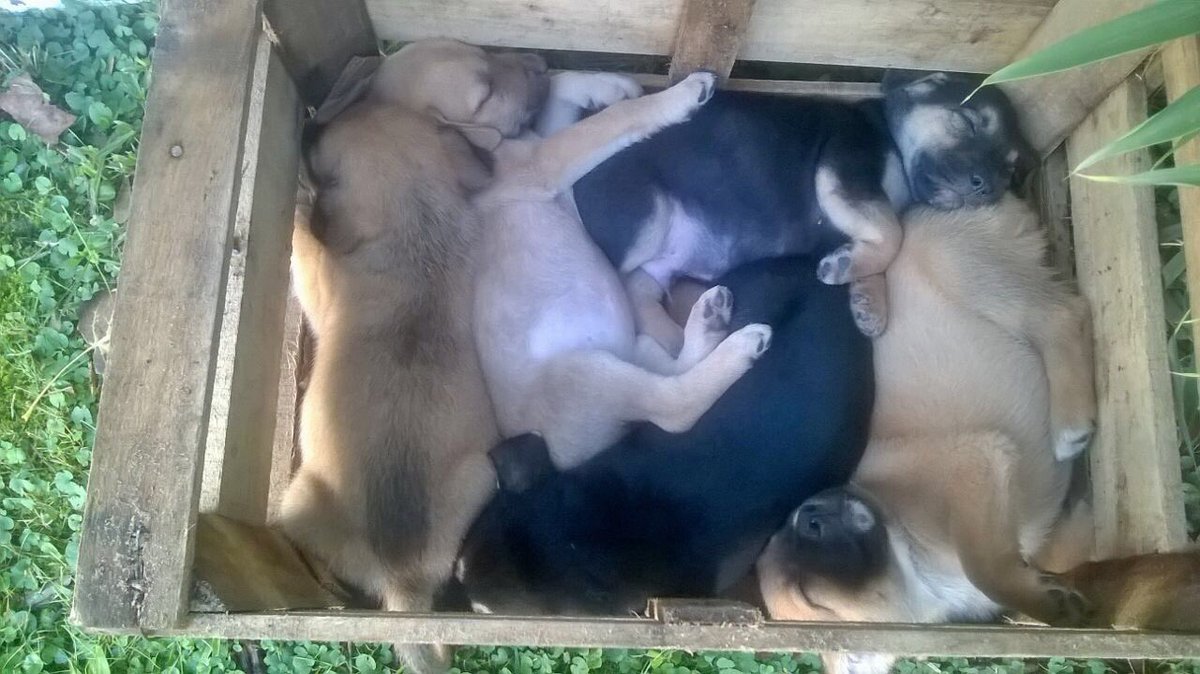 Abandonados así,,;la crueldad humana no tiene límite!!
Me ayudan a difundir porfavor!? Una flia que estén buscando amor para siempreeeee