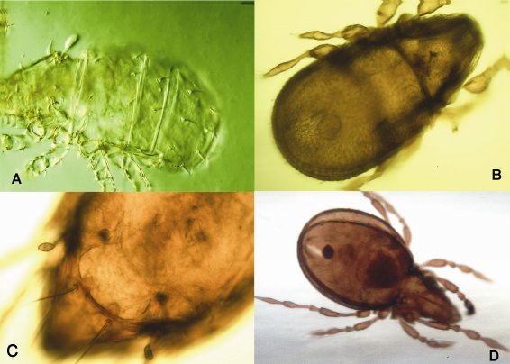 Orden ORIBATIDA; Clase: Arachnida - A) Brachychochtoniidae. B) Carabodes. C) Chamobates. D) Ctenobleba. +INFO: sea-entomologia.org/IDE@/revista_1…